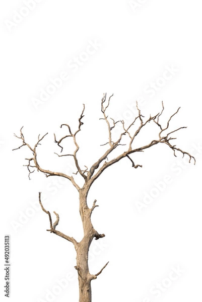 Fototapeta Dead and dry tree on white background