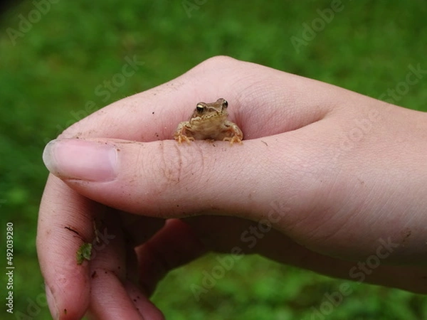 Obraz frog in hand