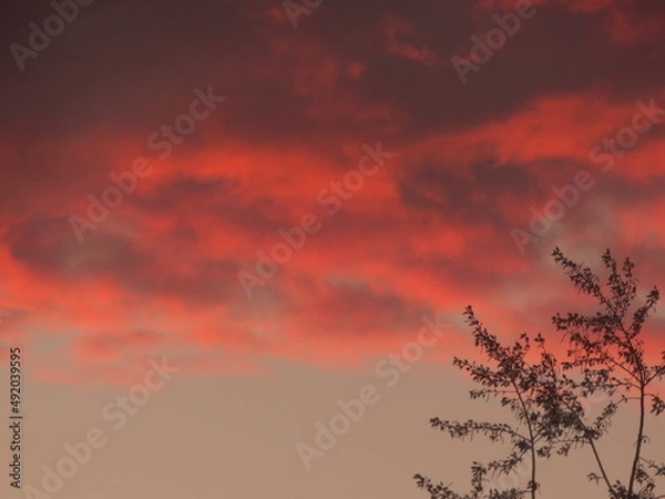 Obraz sunset in the field