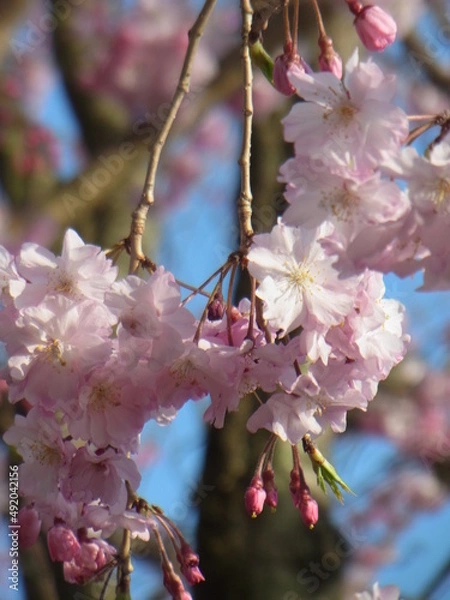 Obraz Exif_JPEG_PICTURE