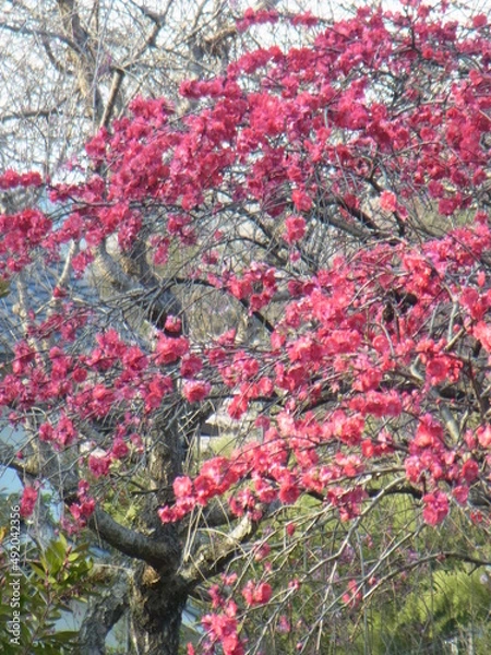 Obraz Exif_JPEG_PICTURE