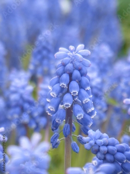 Obraz Exif_JPEG_PICTURE