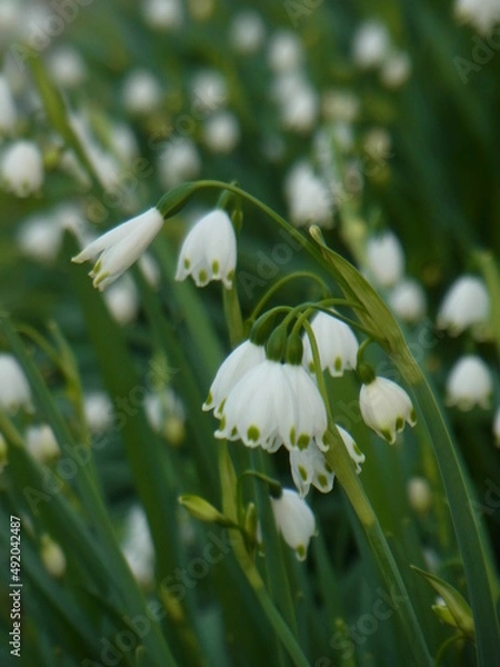 Obraz Exif_JPEG_PICTURE