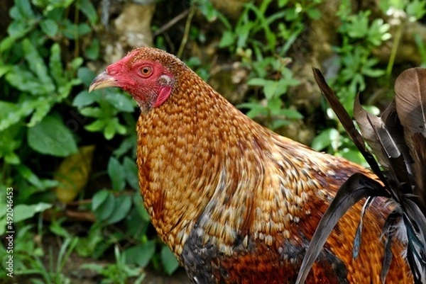 Obraz free range rooster