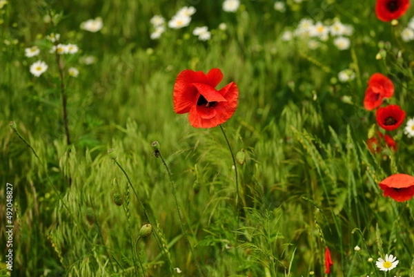 Obraz Red poppies blooming in urban green areas