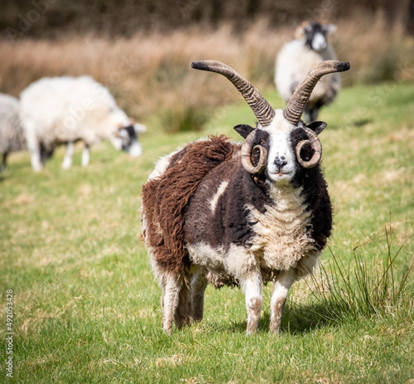 Obraz Male Jacobs sheep looking at camera stood in farmers field of grass