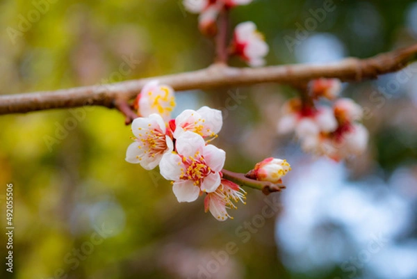 Fototapeta 日本の春の梅