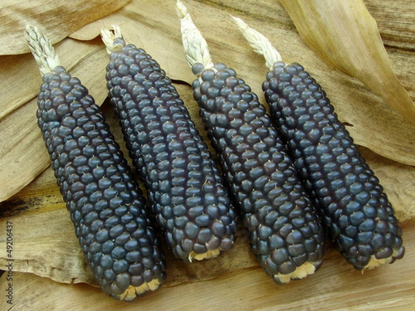 Obraz mini blue corn on dry leaves background