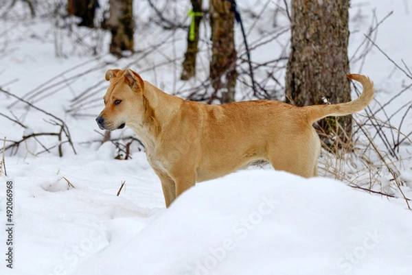 Fototapeta gorgeous amstaff mix dog in the winter forest. Active lifestyle, hiking and trekking with pets in cold season, taking dogs on long walks