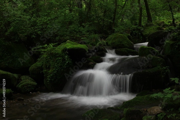 Fototapeta Moss / 이끼