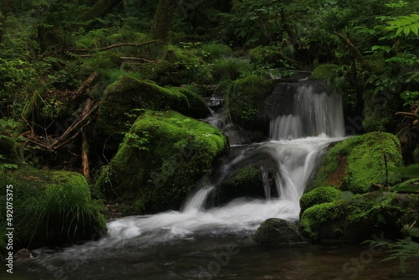 Fototapeta Moss / 이끼