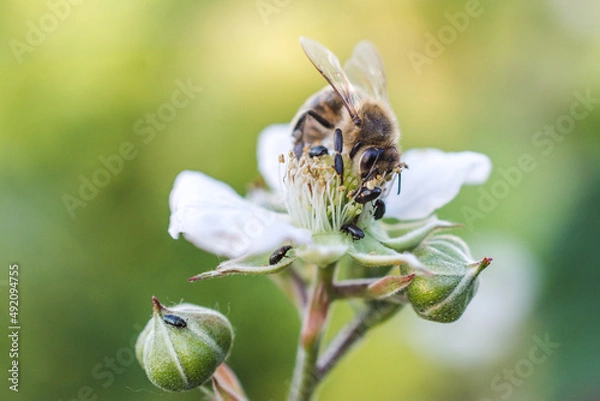 Fototapeta Bee is collecting honey from the flower