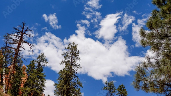 Obraz Tree tops blue sky