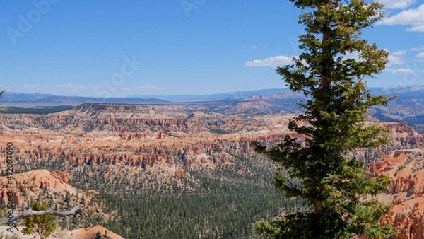 Obraz Tree with canyon backdrop