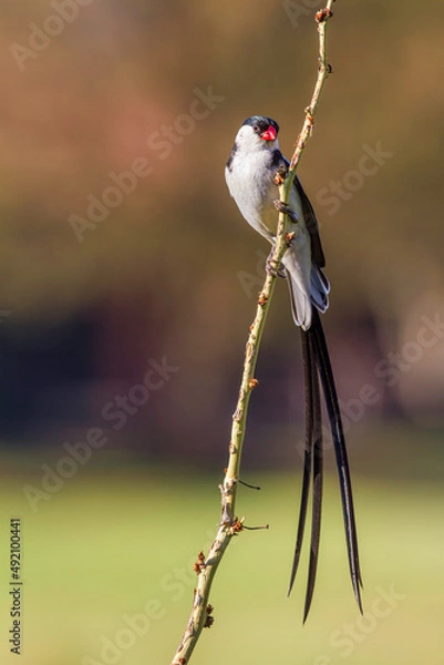 Obraz Dominikanerwitwe