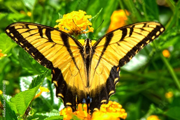 Obraz Western Tiger Swallowtail