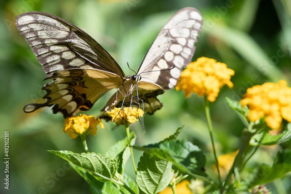 Obraz Giant Swallowtail