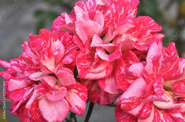 Obraz Pinkish delight
 