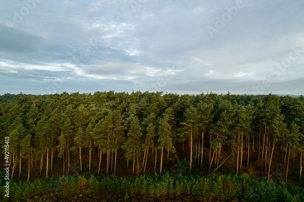 Fototapeta Tree line on a cloudy day 