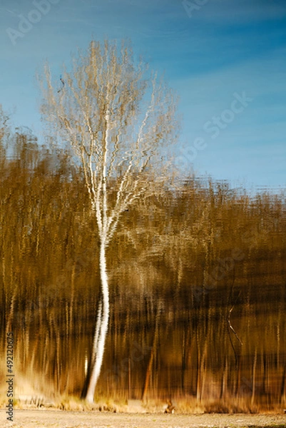 Fototapeta Reflection of white bark trees in a lake during winter for background