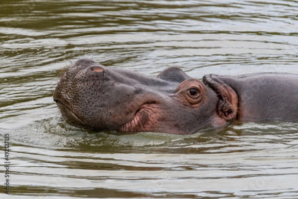 Fototapeta a hippopotamus swims in the water in africa