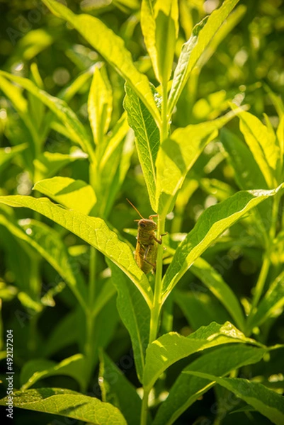 Obraz Green leaf surprise