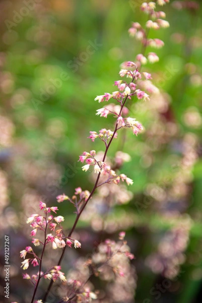 Fototapeta Springtime