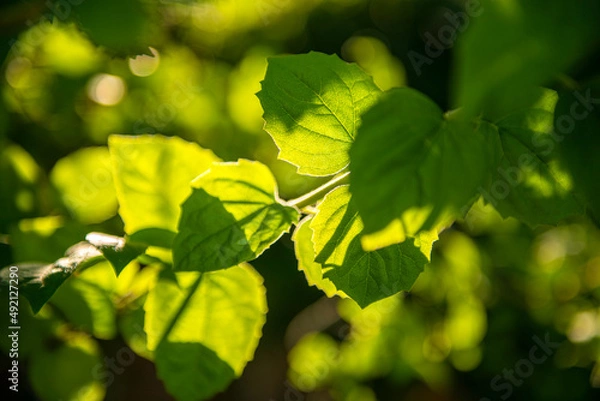 Obraz Green leaf glow