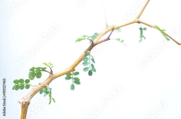 Obraz Minimalist branch