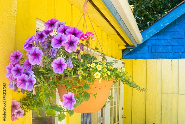 Obraz Hanging flowerpot