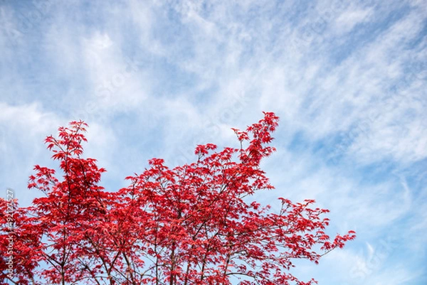 Obraz Spring leaves, blue sky