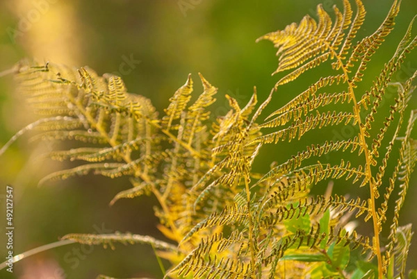 Fototapeta Spring warmth