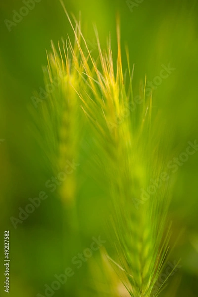 Fototapeta Grassy green