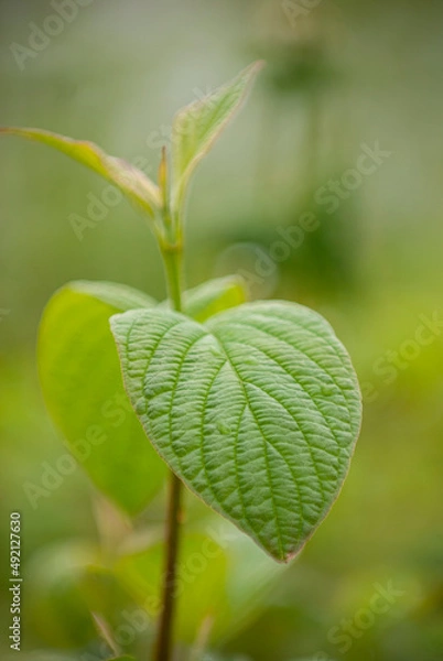 Fototapeta First leaves
