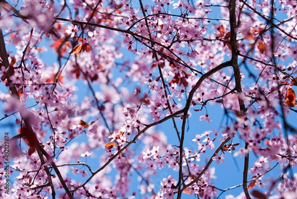 Obraz Cherry blossom close up