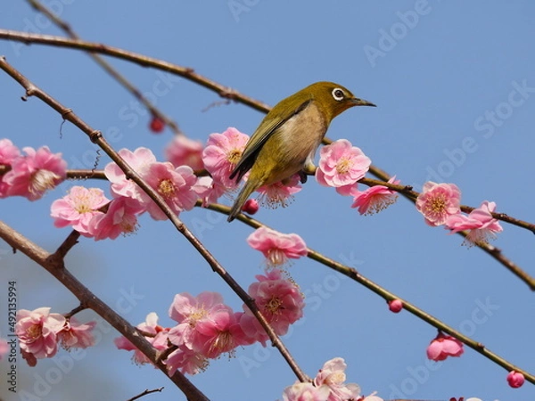 Fototapeta 梅の枝に停まるメジロ