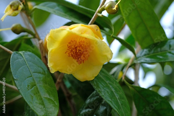 Obraz キンカチャ（金花茶）の黄色い花