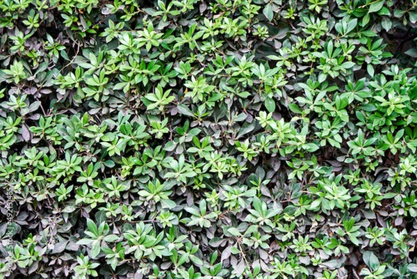 Fototapeta Small lush fresh plants grow on lawn in botanical garden as floral background. Green flora for urban parks and courtyards decor. Nature representants