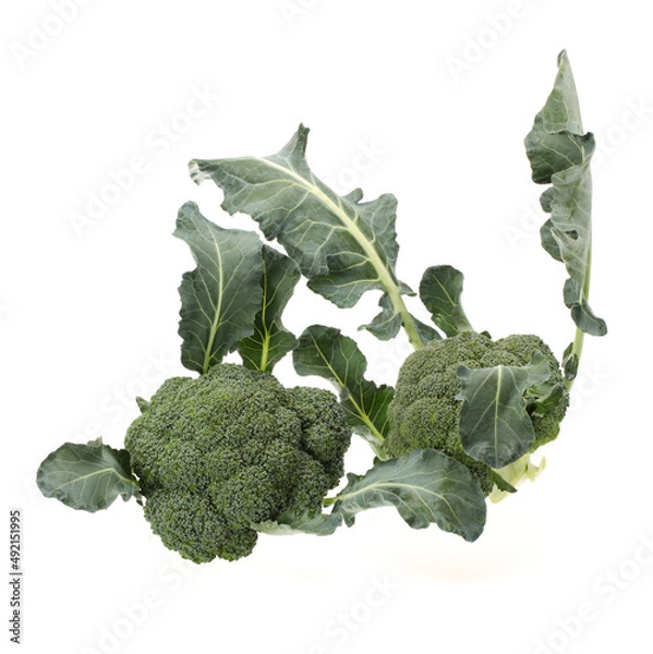 Obraz Broccoli vegetable on white background 