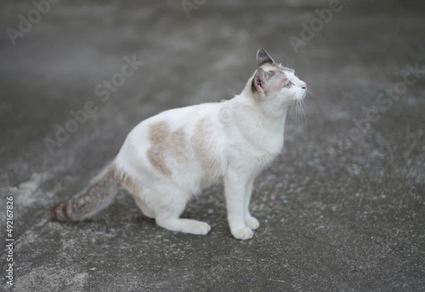 Fototapeta Portrait side view of white cat