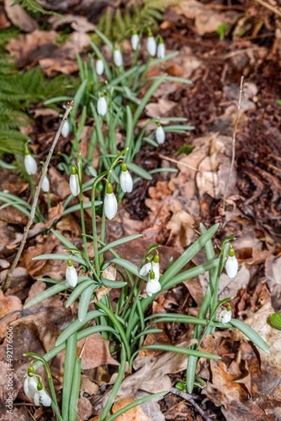 Fototapeta Snowdrop (Galanthus nivalis) in garden