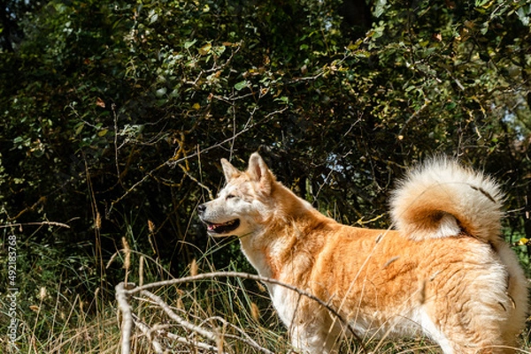 Fototapeta young female akita inu alert, watchful on the forest in a cloudy day of winter