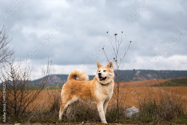 Fototapeta young female akita inu alert, watchful on the forest in a cloudy day of winter