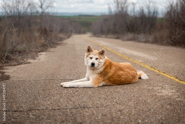 Fototapeta young female akita inu resting on the road in a cloudy day of winter