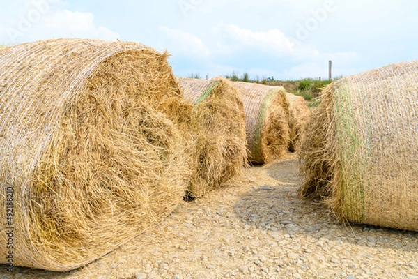 Obraz Hay roll ballots with plastic mesh awaiting to feed cattle and other livestock on farmland