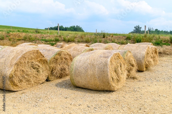 Obraz Hay roll ballots with plastic mesh awaiting to feed cattle and other livestock on farmland