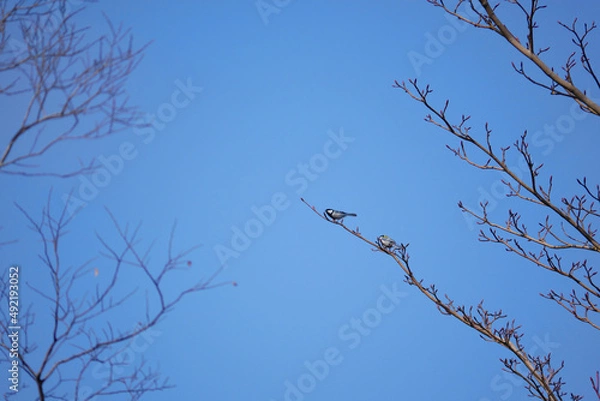Fototapeta 日本、神奈川県、春、仲の良いシジュウカラの夫婦