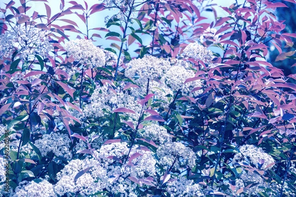 Fototapeta Blossoming trees in a garden. Blue toned. Spring nature background