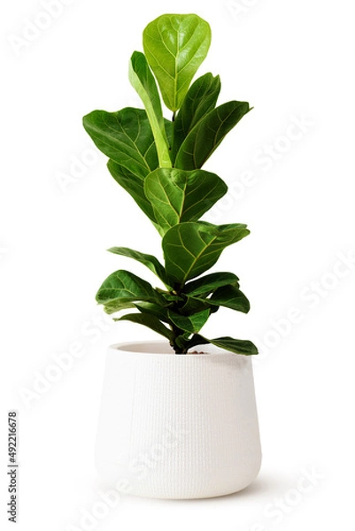 Obraz Green leaves of fiddle fig or ficus lyrata in white plastic pots isolated on white. Fiddle-leaf fig tree popular ornamental houseplant air purifying for home tropical minimal design health benefits