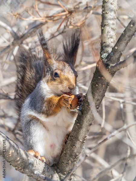 Fototapeta The squirrel with nut sits on tree in the winter or late autumn